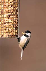 Chickadee on Peanut Feeder